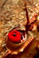 Red Eye - Mark Lavington - Marine Abstract - 2nd Place